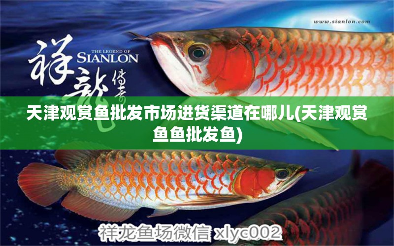 天津觀賞魚批發(fā)市場進(jìn)貨渠道在哪兒(天津觀賞魚魚批發(fā)魚) 觀賞魚批發(fā)