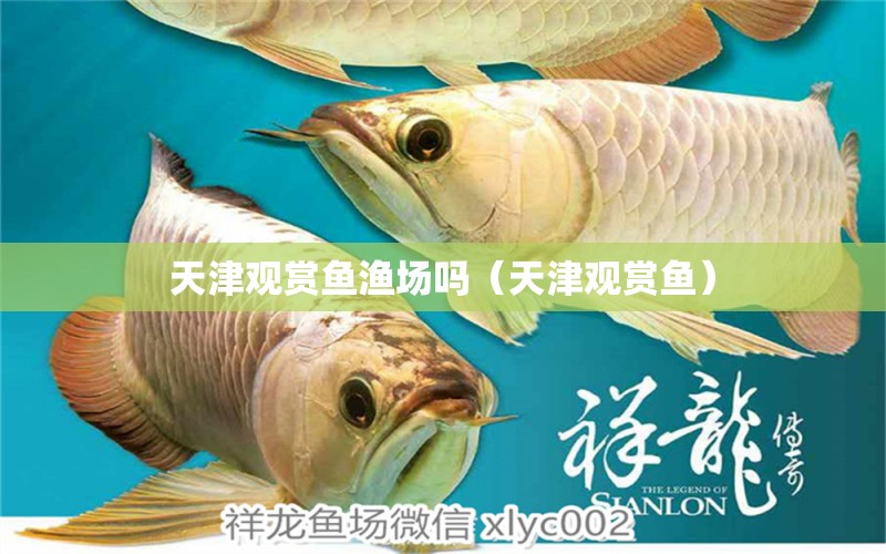 天津觀賞魚漁場嗎（天津觀賞魚）