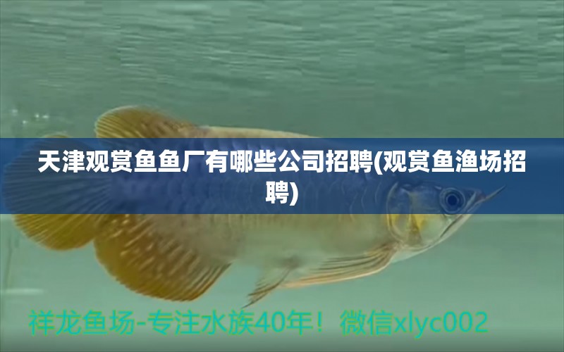 天津觀賞魚魚廠有哪些公司招聘(觀賞魚漁場招聘) 巴西亞魚