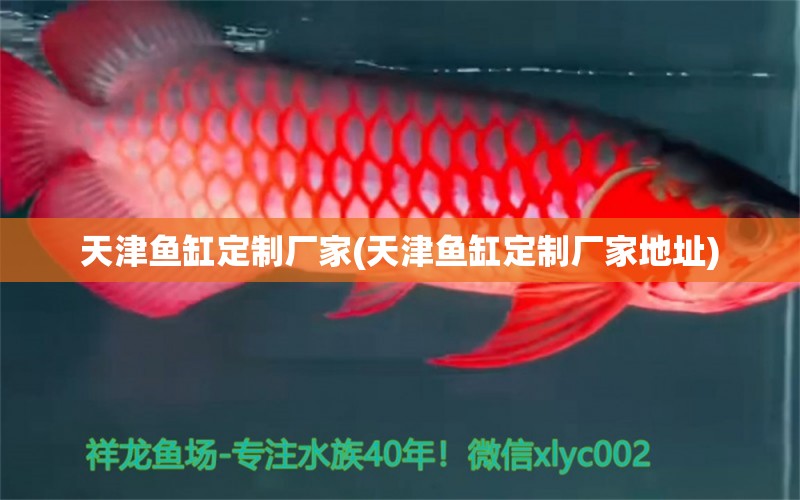 天津魚缸定制廠家(天津魚缸定制廠家地址)