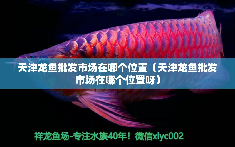 天津龍魚批發(fā)市場(chǎng)在哪個(gè)位置（天津龍魚批發(fā)市場(chǎng)在哪個(gè)位置呀） 銀河星鉆魚