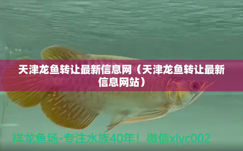 天津龍魚(yú)轉(zhuǎn)讓最新信息網(wǎng)（天津龍魚(yú)轉(zhuǎn)讓最新信息網(wǎng)站）