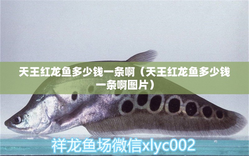 天王紅龍魚(yú)多少錢(qián)一條?。ㄌ焱跫t龍魚(yú)多少錢(qián)一條啊圖片）