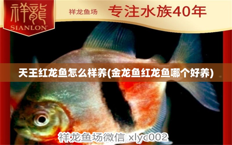 天王紅龍魚怎么樣養(yǎng)(金龍魚紅龍魚哪個(gè)好養(yǎng)) 天王紅龍