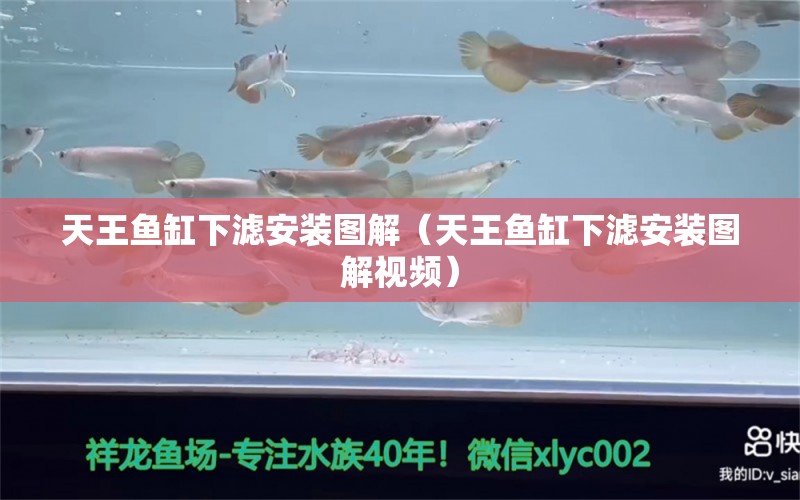 天王魚缸下濾安裝圖解（天王魚缸下濾安裝圖解視頻） 觀賞魚市場（混養(yǎng)魚）