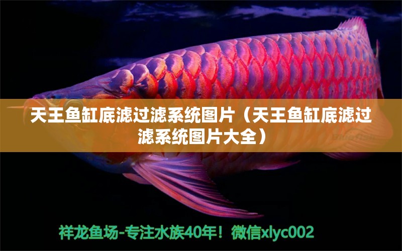 天王魚缸底濾過濾系統(tǒng)圖片（天王魚缸底濾過濾系統(tǒng)圖片大全）