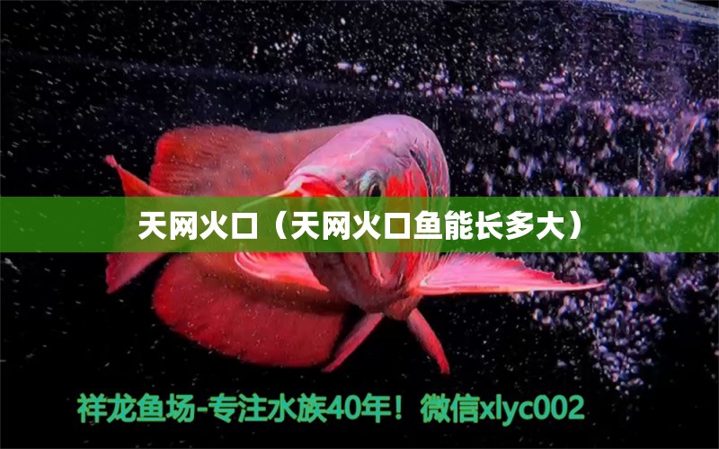 天網(wǎng)火口（天網(wǎng)火口魚能長多大）