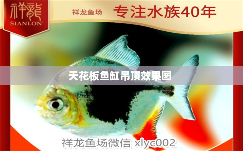 天花板魚缸吊頂效果圖  觀賞魚企業(yè)目錄