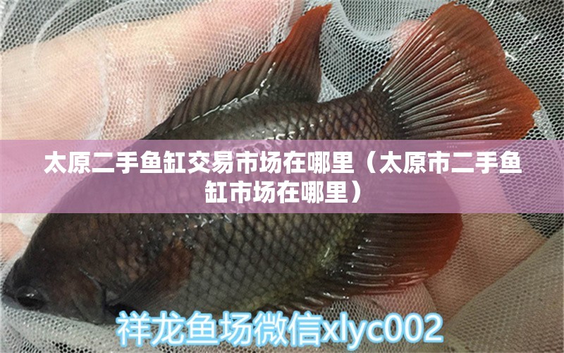 太原二手魚缸交易市場在哪里（太原市二手魚缸市場在哪里） 大白鯊魚苗