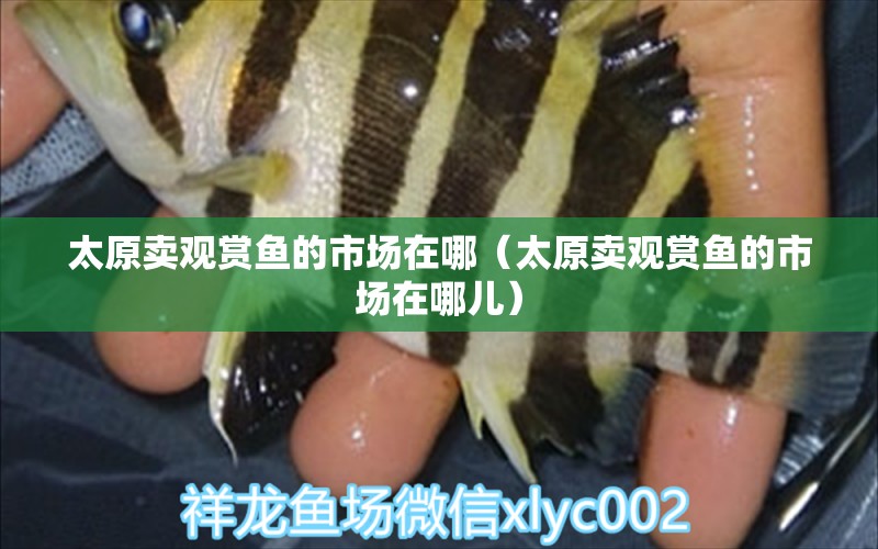 太原賣觀賞魚的市場(chǎng)在哪（太原賣觀賞魚的市場(chǎng)在哪兒）