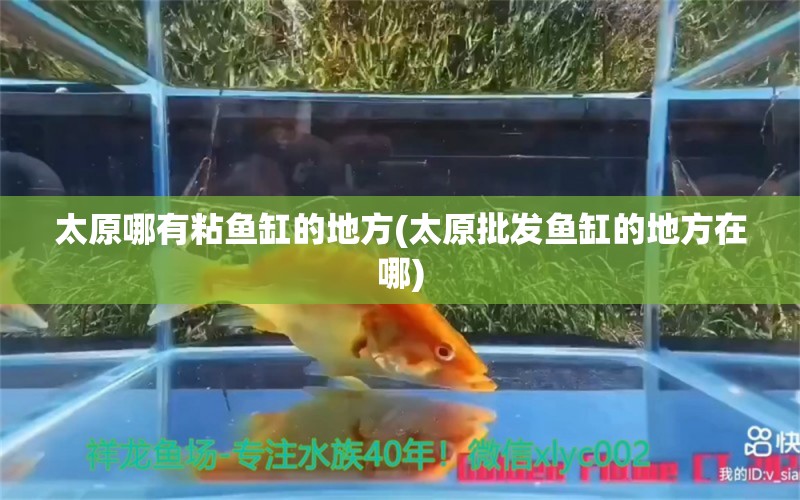 太原哪有粘魚(yú)缸的地方(太原批發(fā)魚(yú)缸的地方在哪) 玫瑰銀版魚(yú)