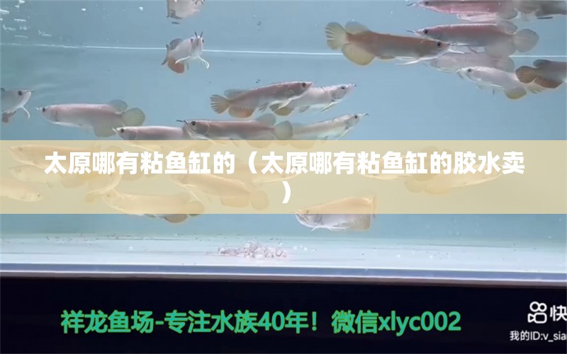 太原哪有粘魚缸的（太原哪有粘魚缸的膠水賣）