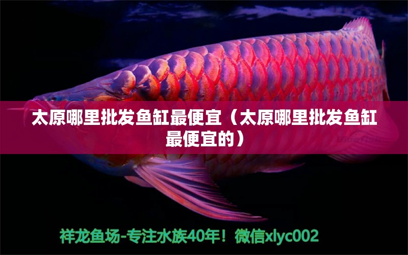 太原哪里批發(fā)魚缸最便宜（太原哪里批發(fā)魚缸最便宜的） 祥龍水族醫(yī)院