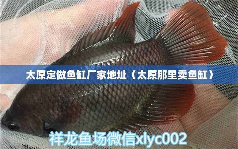 太原定做魚缸廠家地址（太原那里賣魚缸）