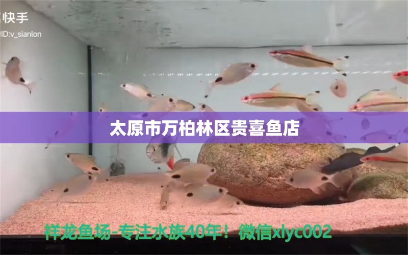 太原市萬柏林區(qū)貴喜魚店 全國水族館企業(yè)名錄