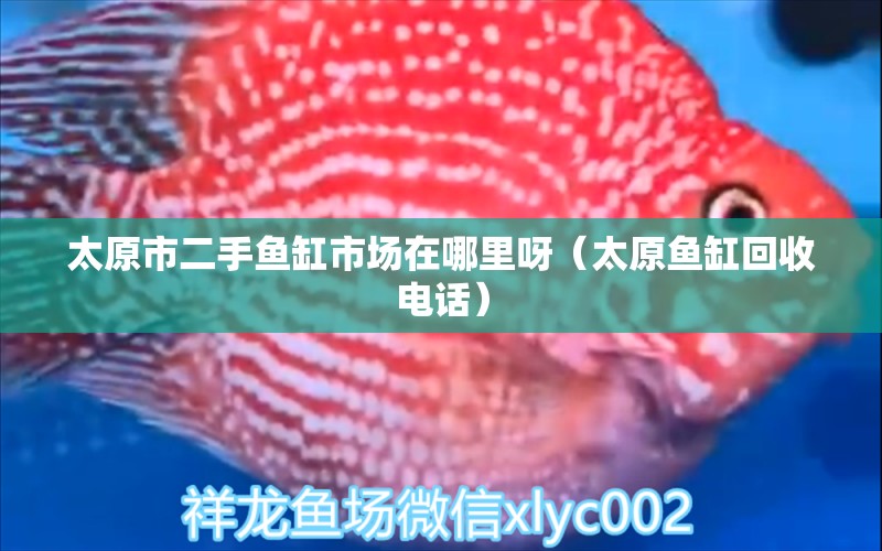 太原市二手魚缸市場在哪里呀（太原魚缸回收電話） 廣州觀賞魚批發(fā)市場