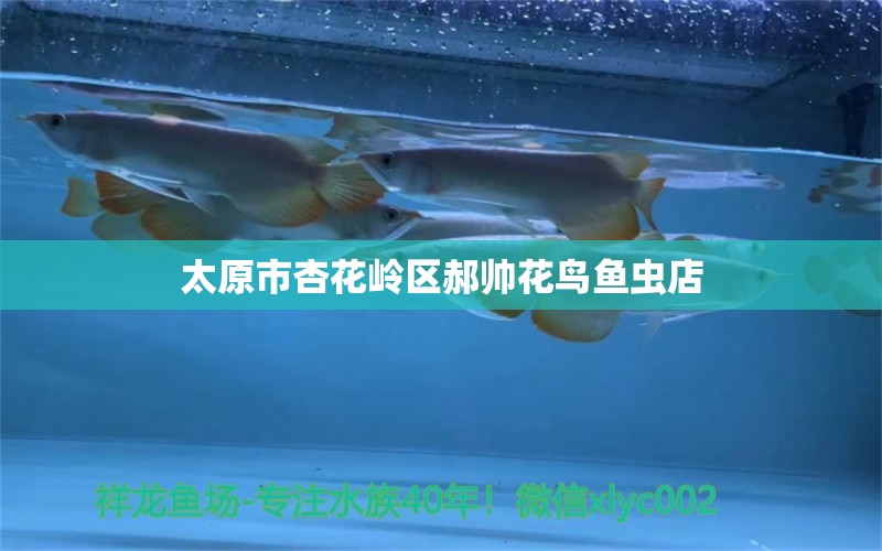 太原市杏花嶺區(qū)郝帥花鳥魚蟲店 全國水族館企業(yè)名錄