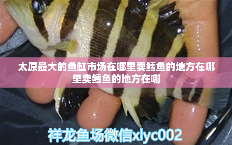 太原最大的魚缸市場在哪里賣鱈魚的地方在哪里賣鱈魚的地方在哪 觀賞魚