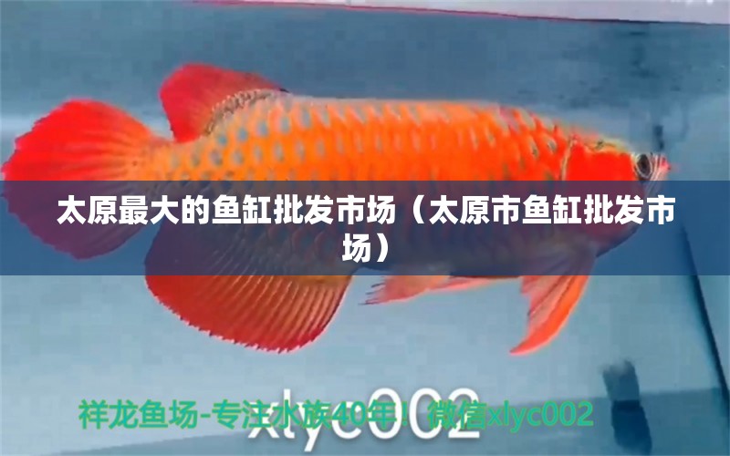 太原最大的魚缸批發(fā)市場（太原市魚缸批發(fā)市場） 其他品牌魚缸