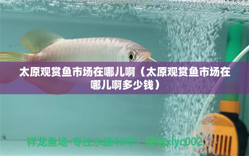 太原觀賞魚(yú)市場(chǎng)在哪兒?。ㄌ^賞魚(yú)市場(chǎng)在哪兒啊多少錢(qián)） 觀賞魚(yú)市場(chǎng)（混養(yǎng)魚(yú)）