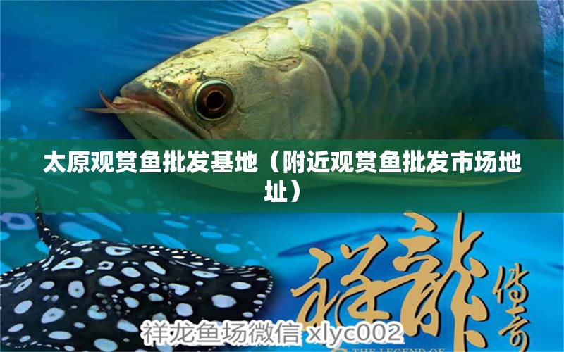 太原觀賞魚批發(fā)基地（附近觀賞魚批發(fā)市場地址）