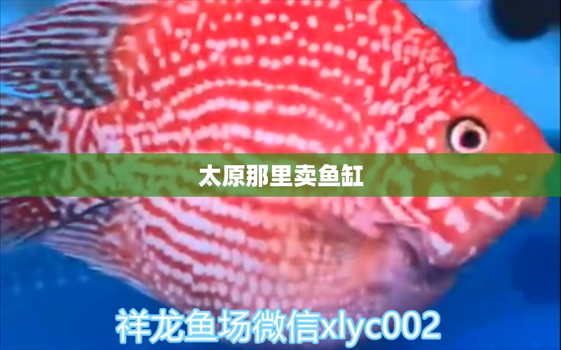 太原那里賣魚缸 其他品牌魚缸