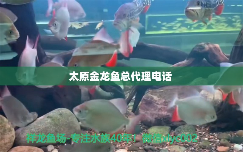 太原金龍魚總代理電話  圣菲埃及魚