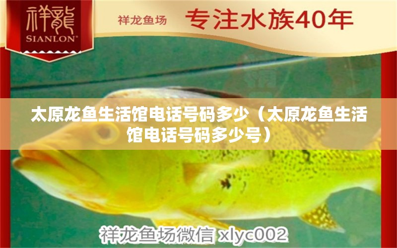 太原龍魚生活館電話號碼多少（太原龍魚生活館電話號碼多少號） 黑白雙星