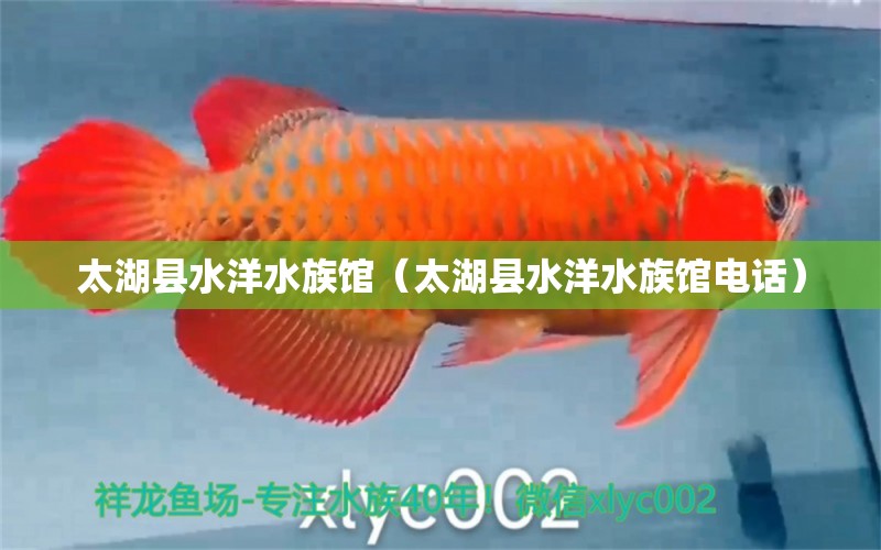 太湖縣水洋水族館（太湖縣水洋水族館電話）