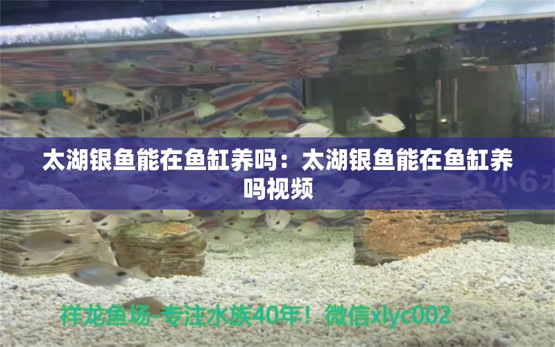 太湖銀魚(yú)能在魚(yú)缸養(yǎng)嗎：太湖銀魚(yú)能在魚(yú)缸養(yǎng)嗎視頻 觀賞魚(yú)市場(chǎng)（混養(yǎng)魚(yú)）