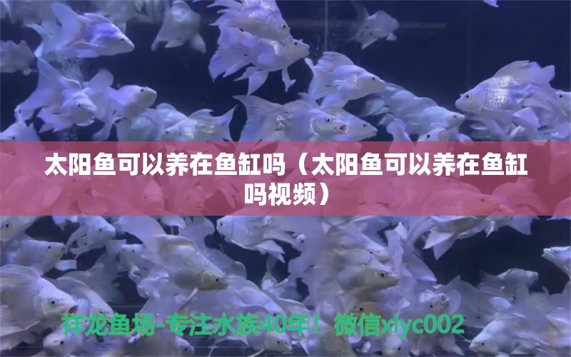 太陽魚可以養(yǎng)在魚缸嗎（太陽魚可以養(yǎng)在魚缸嗎視頻）