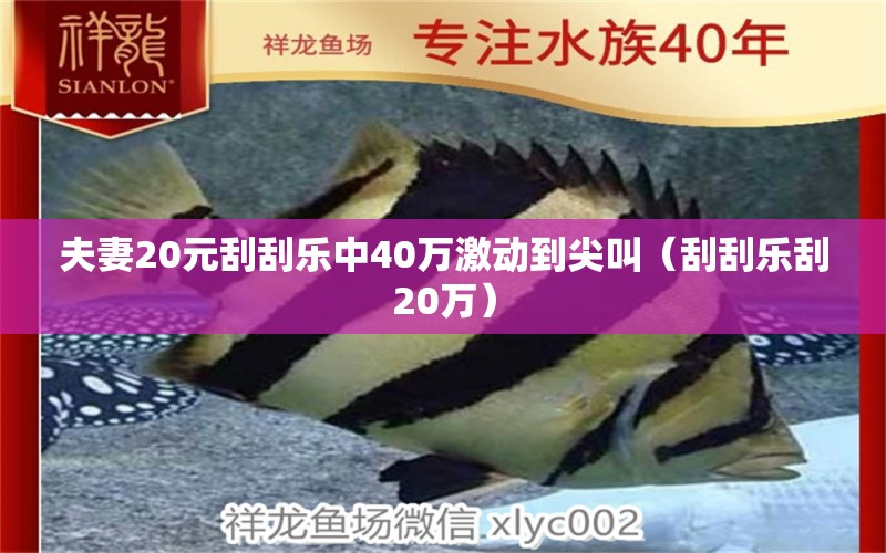 夫妻20元刮刮樂中40萬激動(dòng)到尖叫（刮刮樂刮20萬） 金三間魚