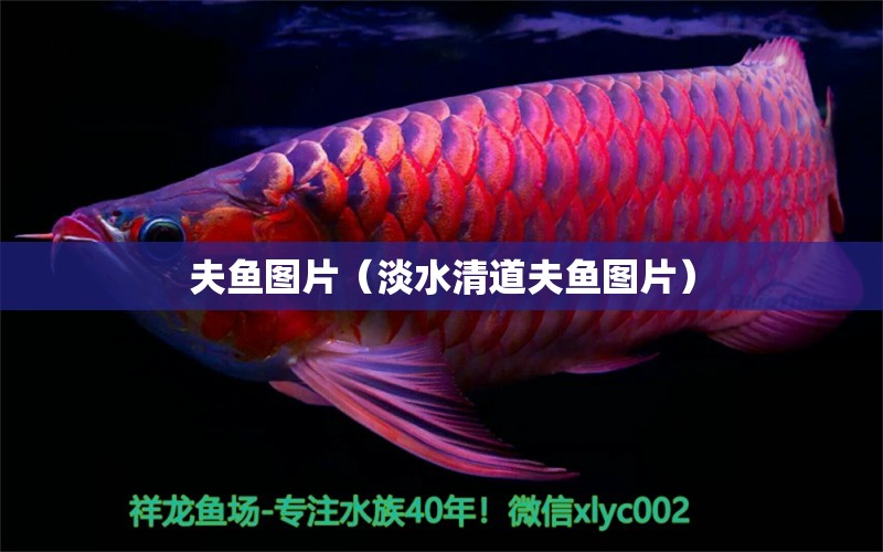 夫魚圖片（淡水清道夫魚圖片） 黃金達(dá)摩魚