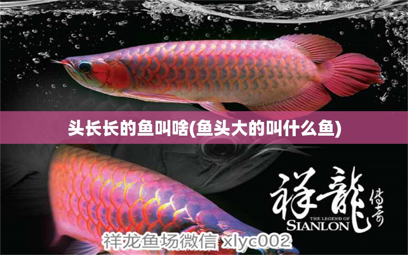 頭長長的魚叫啥(魚頭大的叫什么魚) 朱巴利魚苗