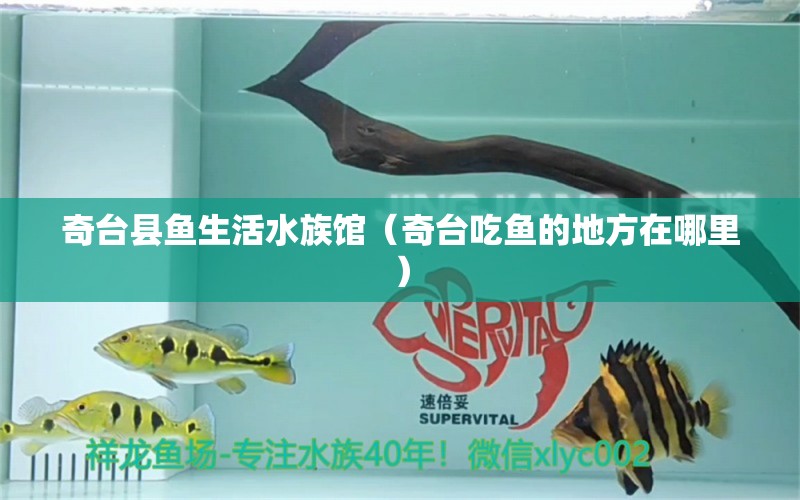 奇臺縣魚生活水族館（奇臺吃魚的地方在哪里） 全國水族館企業(yè)名錄