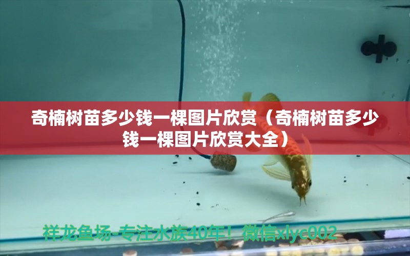 奇楠樹苗多少錢一棵圖片欣賞（奇楠樹苗多少錢一棵圖片欣賞大全） 文玩