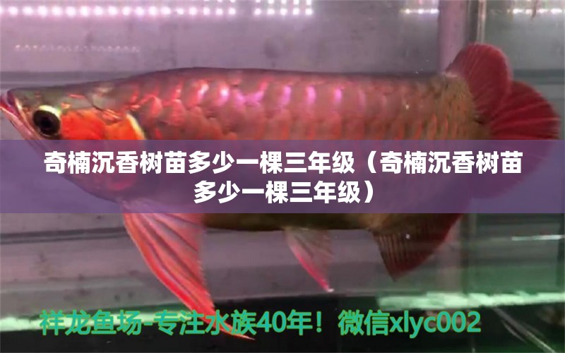 奇楠沉香樹(shù)苗多少一棵三年級(jí)（奇楠沉香樹(shù)苗多少一棵三年級(jí)） 文玩