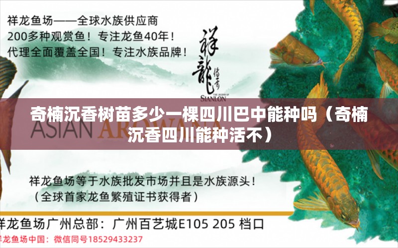 奇楠沉香樹苗多少一棵四川巴中能種嗎（奇楠沉香四川能種活不） 文玩