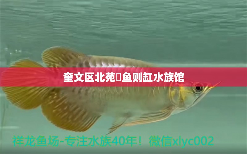 奎文區(qū)北苑無魚則缸水族館