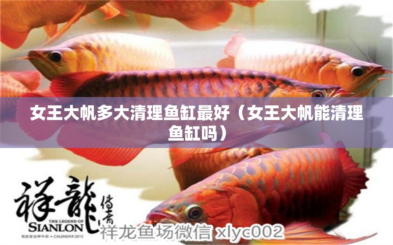 女王大帆多大清理魚缸最好（女王大帆能清理魚缸嗎） 女王大帆魚