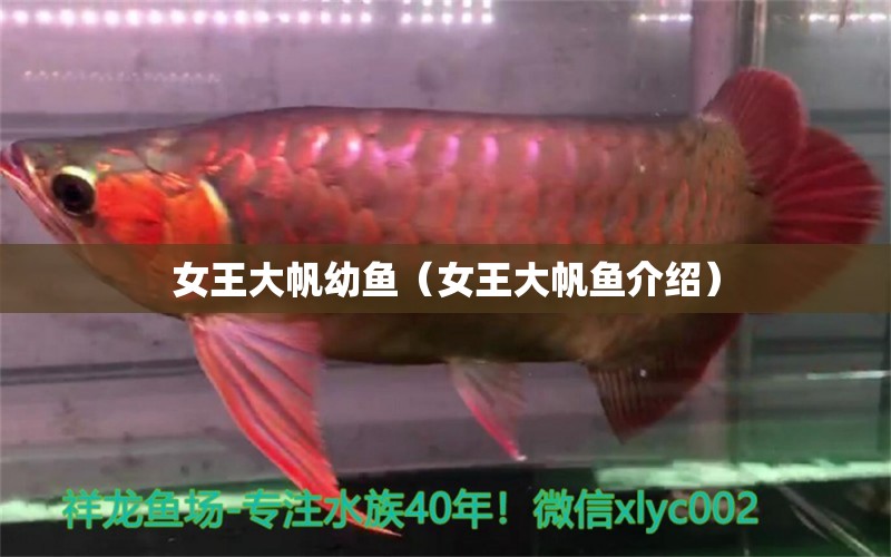 女王大帆幼魚（女王大帆魚介紹）