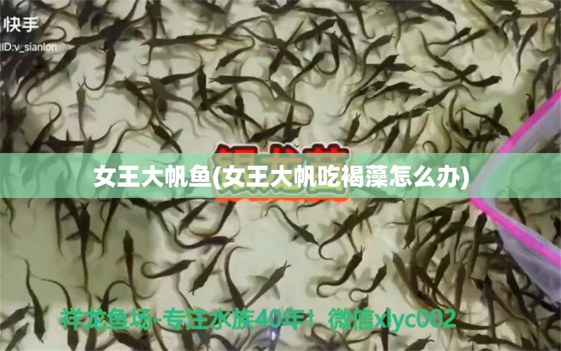 女王大帆魚(女王大帆吃褐藻怎么辦)