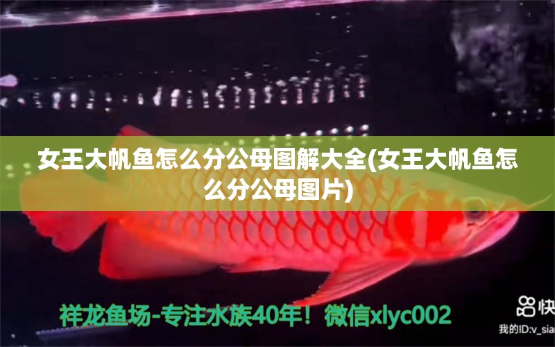 女王大帆魚怎么分公母圖解大全(女王大帆魚怎么分公母圖片)