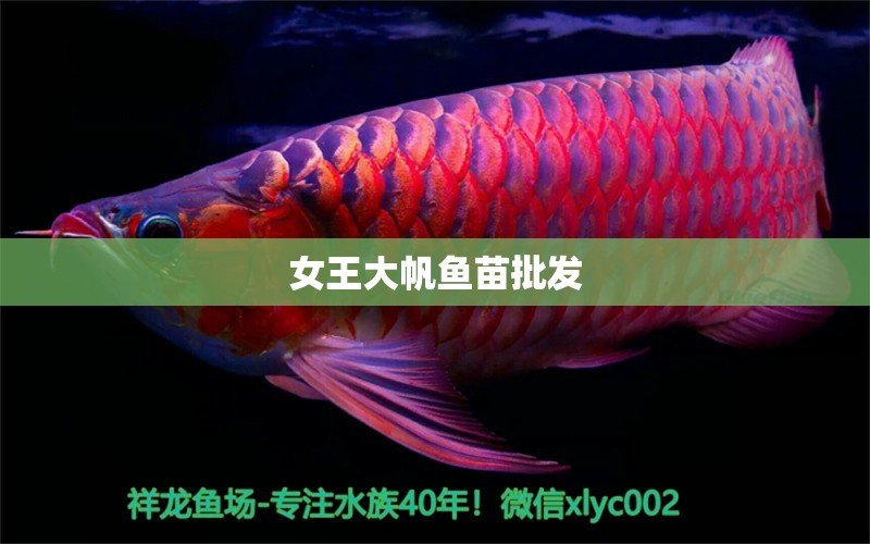 女王大帆魚(yú)苗批發(fā) 女王大帆魚(yú)