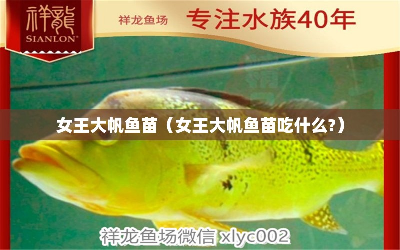 女王大帆魚苗（女王大帆魚苗吃什么?） 女王大帆魚