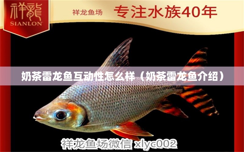 奶茶雷龍魚(yú)互動(dòng)性怎么樣（奶茶雷龍魚(yú)介紹） 廣州龍魚(yú)批發(fā)市場(chǎng)