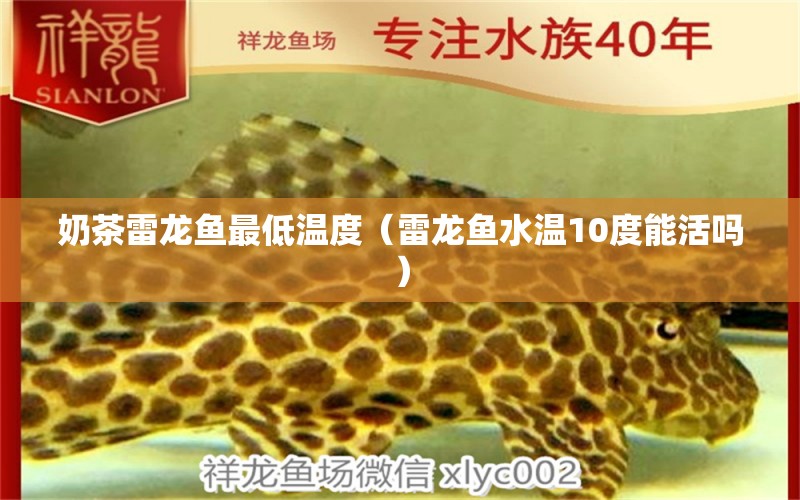 奶茶雷龍魚(yú)最低溫度（雷龍魚(yú)水溫10度能活嗎） 廣州龍魚(yú)批發(fā)市場(chǎng)