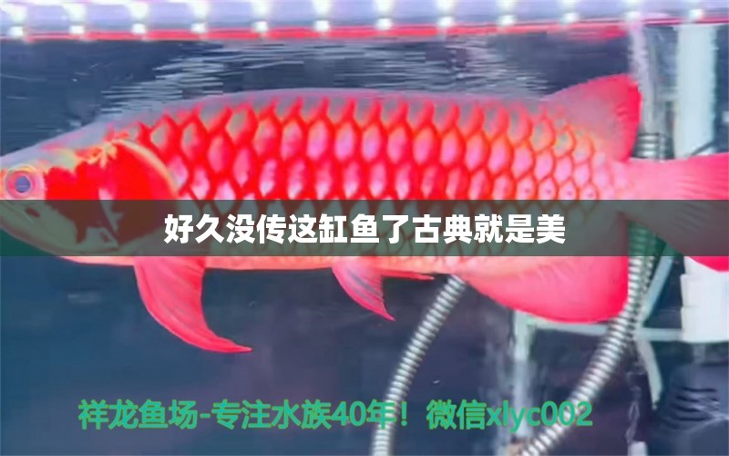 好久沒傳這缸魚了古典就是美