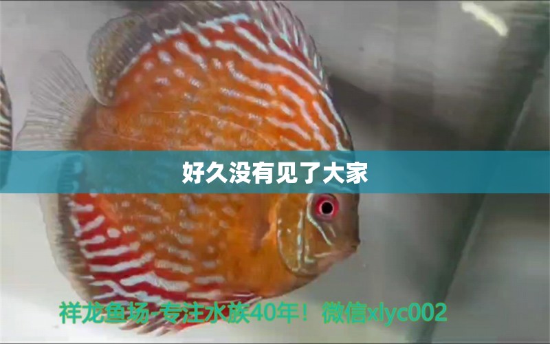 好久沒(méi)有見(jiàn)了大家 一眉道人魚(yú)