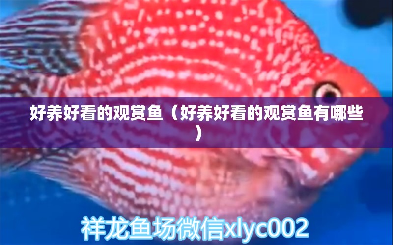 好養(yǎng)好看的觀賞魚（好養(yǎng)好看的觀賞魚有哪些）